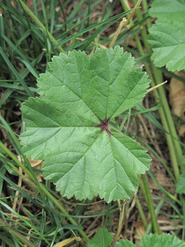 Malva sylvestris